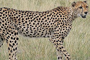 Gepard in Botswana