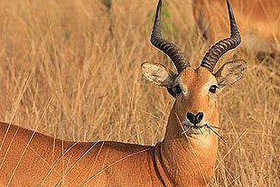Antilope in Burkina Faso