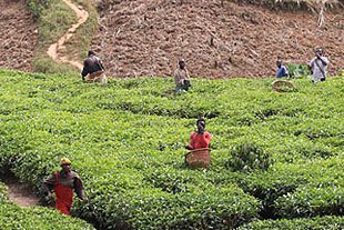 Tee-Ernte in Uganda