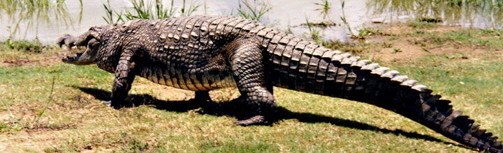 Krokodil am Fluss in Ghana